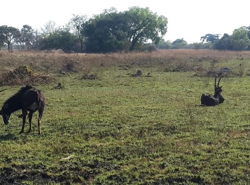 File:Wildlife chaminuka.jpg - Wikimedia Commons