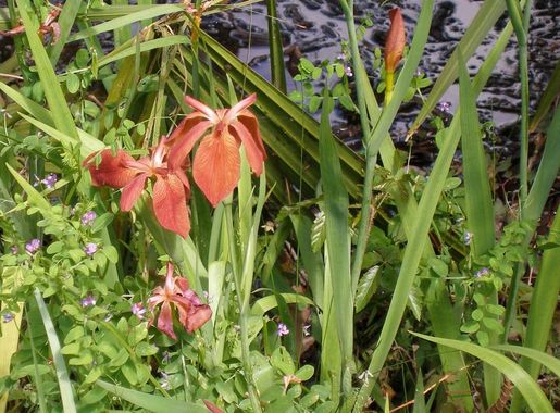 What's Blooming at Barataria? - Jean Lafitte National Historical Park and  Preserve (U.S. National Park Service)