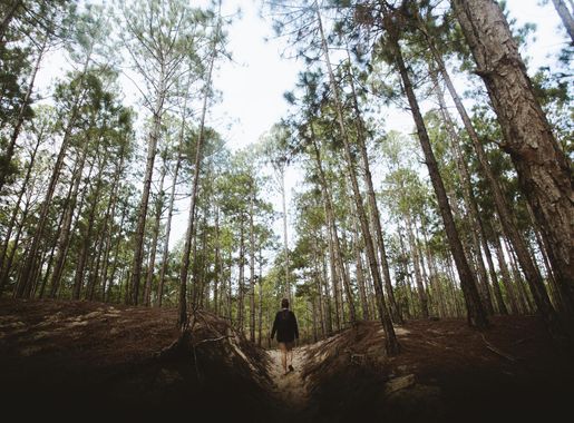 File:Parque Estadual do Rio Vermelho - Robson 9.jpg - Wikimedia Commons