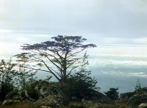 File:Widdringtonia whytei Mulanje Malawi.jpg - Wikipedia