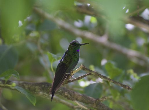 Monteverde Cloud Forest Reserve - Wikipedia