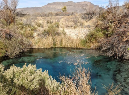 File:Crystal Spring in Ash Meadow.jpg - Wikimedia Commons