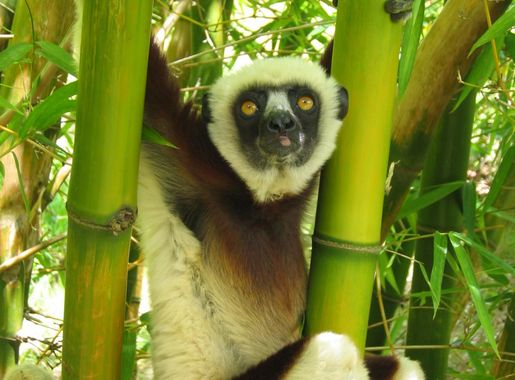 File:Propithecus verreauxi 2.JPG - Wikimedia Commons