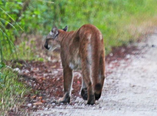 File:Florida Panther - Puma concolor coryi, Fakahatchee Strand Preserve  State Park, Collier, Florida.jpg - Wikimedia Commons