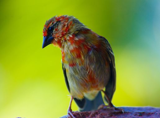 Free Images : nature, wildlife, green, red, beak, fauna, close up,  vertebrate, seychelles, old world flycatcher, perching bird, house finch  2390x1600 - - 896508 - Free stock photos - PxHere