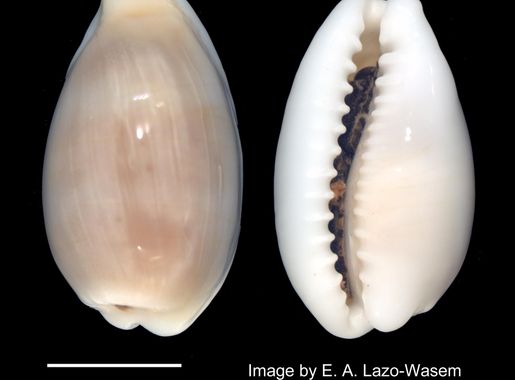 File:Cypraea (Palmadusta) clandestina (YPM IZ 013832.GP).jpeg - Wikipedia