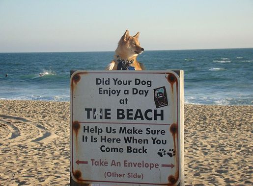 File:Taro the Shiba Inu at the the huntington dog beach entrance.jpg -  Wikimedia Commons