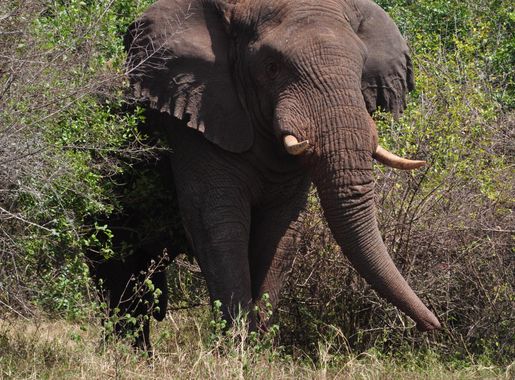 Dosiye:Elephant in Akagera National Park.jpg - Wikipedia
