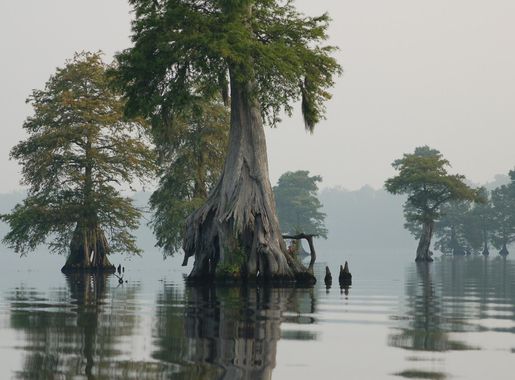 Free Images : landscape, tree, water, nature, wilderness, mist, morning,  lake, reflection, scenic, scenery, weather, trees, woods, wetland, great  dismal swamp, atmospheric phenomenon, woody plant, bayou, arecales  2200x1462 - - 694110 - Free stock ...