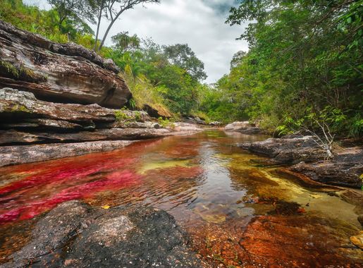 File:CAÑO CRISTALES, EL RÍO DE COLORES.jpg - Wikimedia Commons