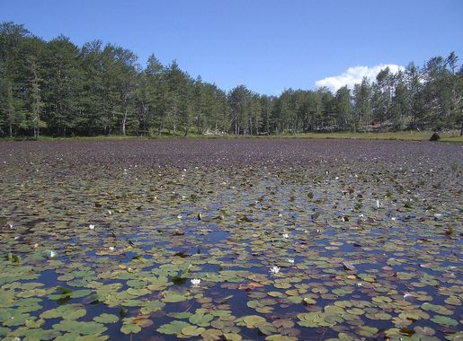 File:Lura Liqeni i Lulëve.JPG - Wikipedia