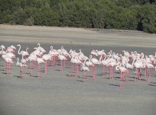 File:Flemingos from Rasal khore wildlife sanctuary.JPG - Wikimedia Commons