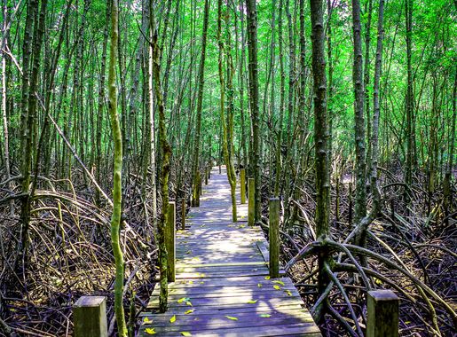 Free Images : mangrove, plant, green, tree, landscape, travel, thailand,  jungle, natural, water, outdoor, sea, leaf, environment, background, root,  beach, branch, foliage, asia, river, wild, wood, wooden, flora, swamp,  vegetation, ecosystem, nature