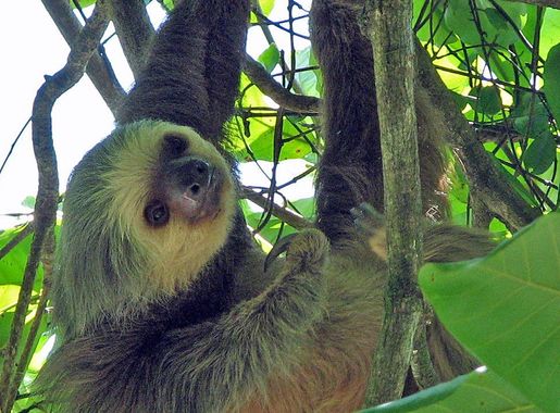 File:Two-toed sloth Costa Rica - cropped.jpg - Wikipedia