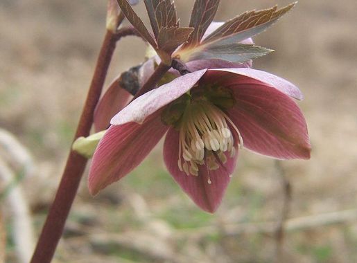 Fájl:Helleborus purpurascens3.jpg – Wikipédia
