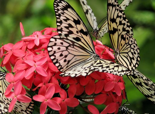 File:Malaysia - Penang Butterfly Gardens - 20 (5208963642).jpg - Wikimedia  Commons