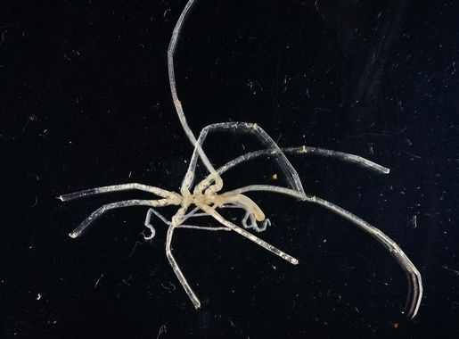 Fil:Colossendeis fijigrypos (MNHN-IU-2007-4657).jpeg – Wikipedia