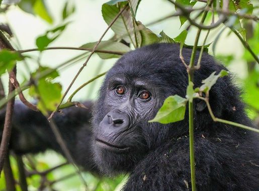 File:065 Mountain gorilla looking around at Bwindi Impenetrable Forest  National Park Photo by Giles Laurent.jpg - Wikimedia Commons