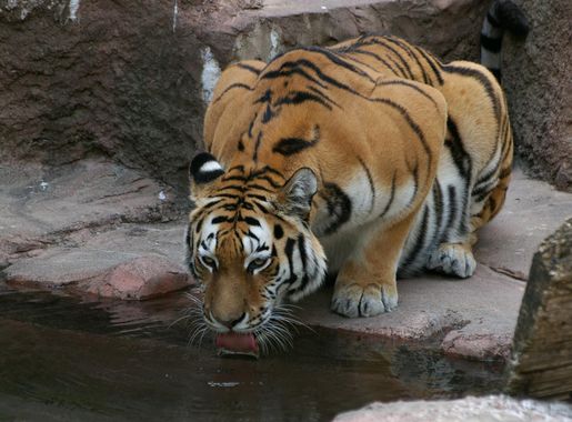 File:Maruyama zoo, Sapporo, Japan (2806402445).jpg - Wikimedia Commons