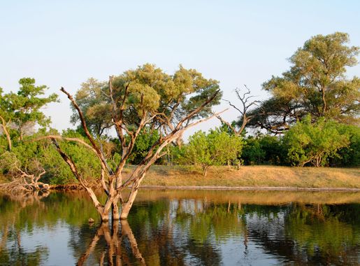 File:Savuti Channel - Botswana - panoramio.jpg - Wikimedia Commons