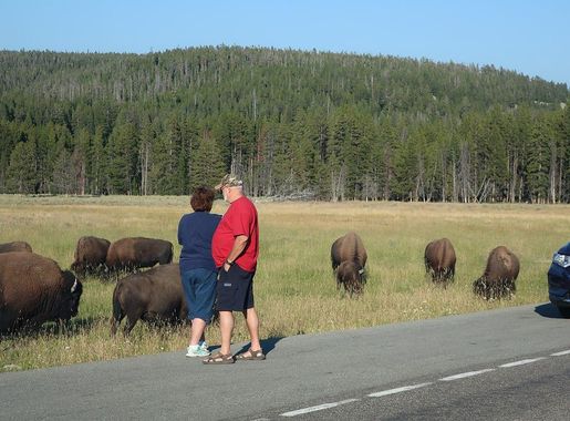 File:Tourists get close to a wild herd of American Bison (Bison bison) to  take a photo at Yellowstone National Park in Wyoming.jpg - Wikipedia