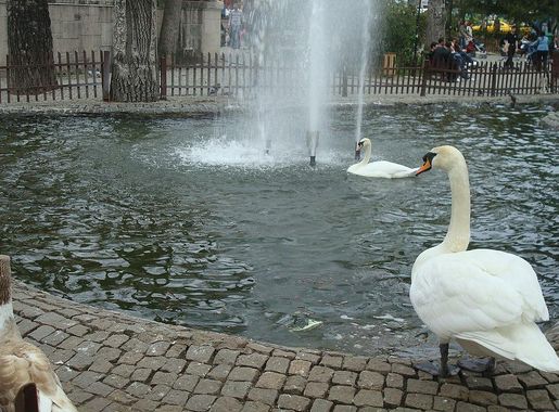 File:Kuğulu Park'ta kuğular.jpg - Wikimedia Commons