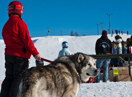 Season ends with slush, sleds and competitions > Joint Base  Elmendorf-Richardson > Articles