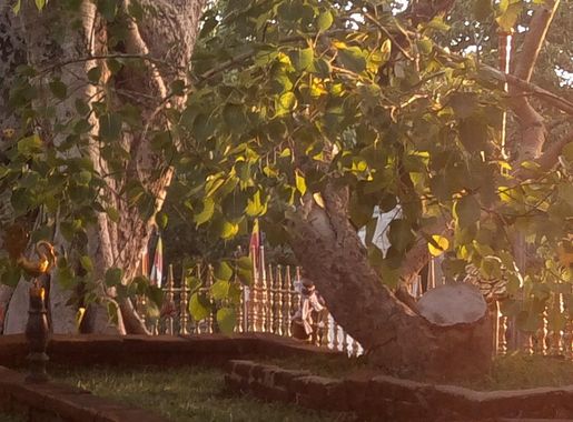 File:Photograph of Jaya Sri Maha Bodhi Anuradhapura.JPG - Wikimedia Commons