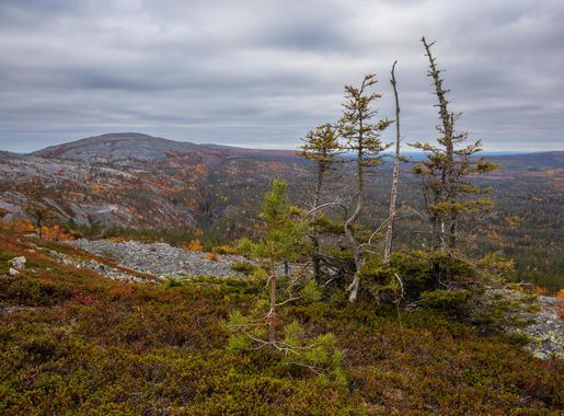 File:Landscape from Kultakero, Pyhätunturi, Pelkosenniemi, Lapland,  Finland, 2021 September - 2.jpg - Wikimedia Commons