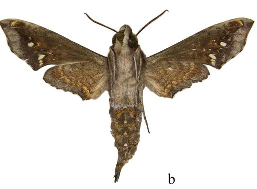 File:Temnora prokopci prokopci holotype (Nigeria, Taraka prov., Gashaka  Gumti N.P.) (SMCR) male underside.jpg - Wikimedia Commons