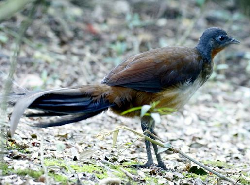 Albert's lyrebird - Wikipedia