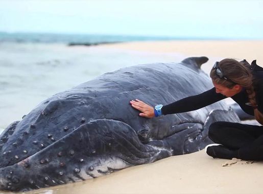 Whale Stranding Ha'apai Kingdom of Tonga on Vimeo