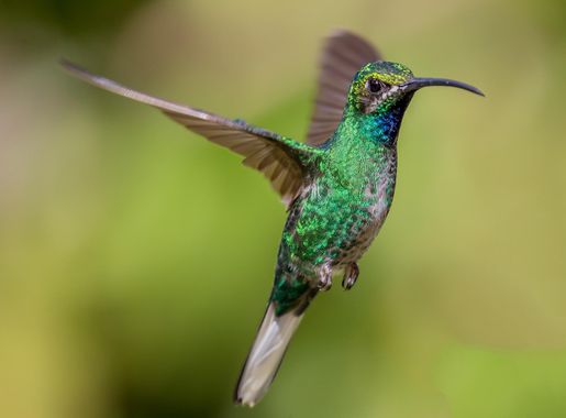 File:White-tailed sabrewing.jpg - Wikimedia Commons