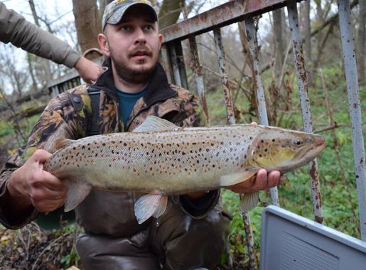 Free Images : river, brown trout, fisherman, coastal cutthroat trout,  recreational fishing, northern pike, recreation, cutthroat trout, salmon  like fish, ray finned fish, bony fish, Hucho taimen, carp, coho, seafood, fly  fishing,