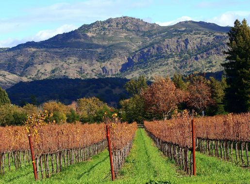 File:Autumn in Napa Valley vineyards.jpg - Wikimedia Commons