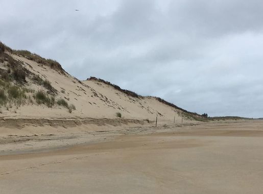 File:Beach at Cape Henlopen State Park in Delaware USA.jpg - Wikimedia  Commons