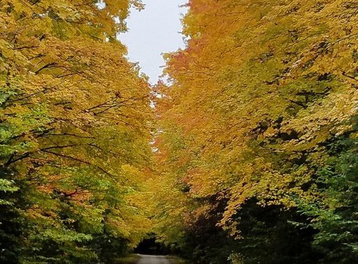 Chippewa National Forest putting fall | Free Photo - rawpixel