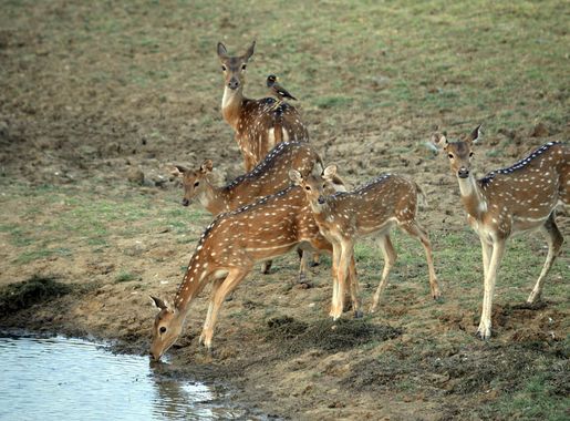 File:Spotted Deer, Satpura Tiger Reserve, Madhai, Madhya Pradesh.jpg -  Wikimedia Commons