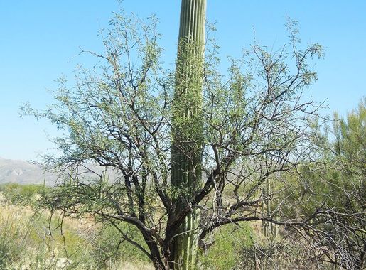 File:Saguaro cactus, Saguaro National Park (Rincon Mountain District),  Arizona (2a006e8c-7c67-443b-a6d2-d919c6255656).jpg - Wikimedia Commons