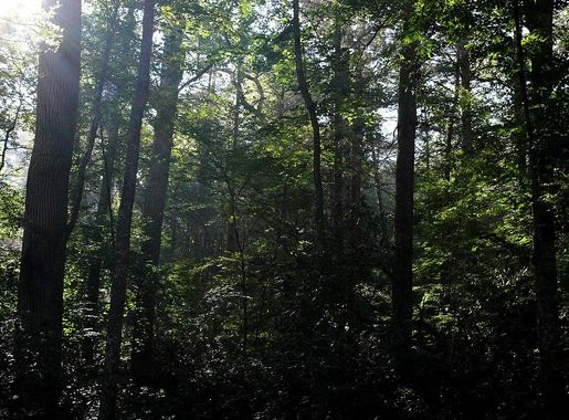 File:Joyce Kilmer Forest-27527-2.JPG - Wikimedia Commons