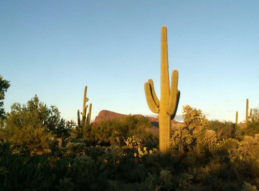 Saguaro Cactus and Landscape in Saguaro National Park, Arizona image - Free  stock photo - Public Domain photo - CC0 Images