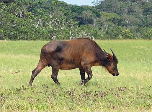 File:Gabon Loango National Park Wild Buffalo Single.jpeg - Wikimedia Commons