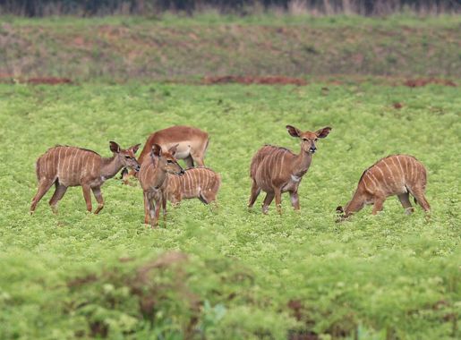 File:Nyalas in Mlilwane Wildlife Sanctuary.jpg - Wikimedia Commons