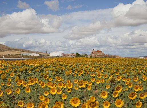 Arable land - Wikipedia