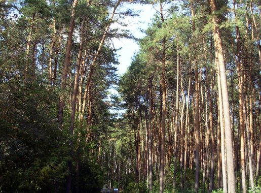 File:Kyiv Sovky Park3.jpg - Wikimedia Commons