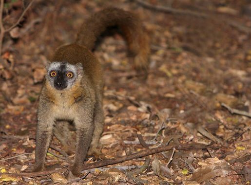 File:Brown Lemur in Berenty 1.jpg - Wikimedia Commons