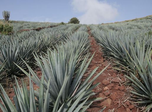 File:Agave Tequila Jalisco 2.jpg - Wikipedia
