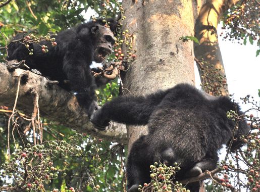 File:Adult male chimps in mahale.jpg - Wikipedia