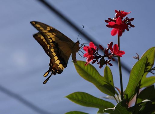 File:Butterfly Farm St. Maarten (3419219809).jpg - Wikimedia Commons