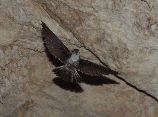 File:Kopeka bird.jpg - Wikipedia